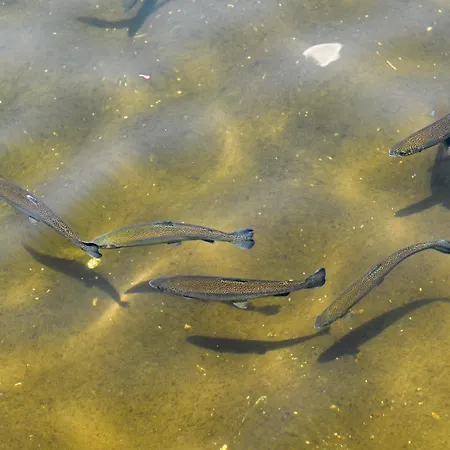 リゾート Complex Magiyata Na Rila