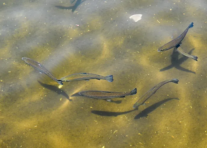 אתר נופש Complex Magiyata Na Rila